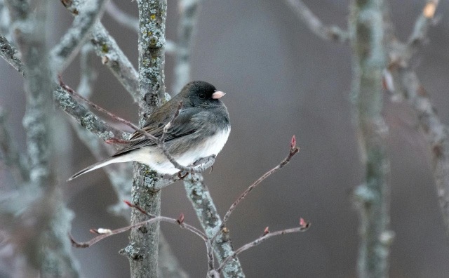 Bulgarian Cultural Center of Baltimore "Dora Gabe"